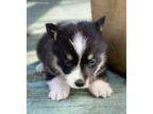 Pembroke Welsh Corgi Puppy for sale in Live Oak, FL, USA