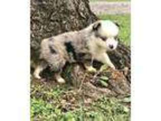 Miniature Australian Shepherd Puppy for sale in Pine Knot, KY, USA