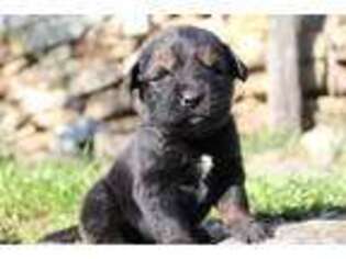Tibetan Mastiff Puppy for sale in Dryden, VA, USA