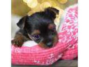 Yorkshire Terrier Puppy for sale in Dallas, GA, USA