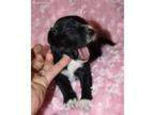 Mutt Puppy for sale in Oak Hill, WV, USA
