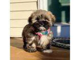 Lhasa Apso Puppy for sale in Lowell, MA, USA