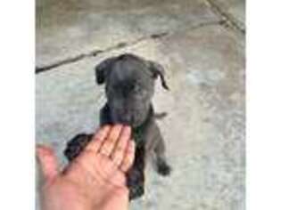 Cane Corso Puppy for sale in Columbus, OH, USA