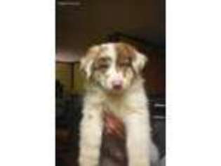 Australian Shepherd Puppy for sale in Marion, SC, USA