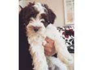 Havanese Puppy for sale in Boston, MA, USA