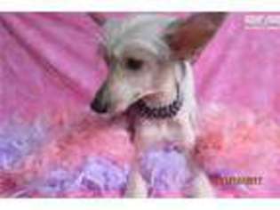Chinese Crested Puppy for sale in Tulsa, OK, USA