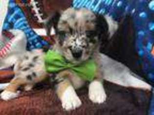 Australian Shepherd Puppy for sale in Lancaster, PA, USA