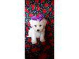 Bichon Frise Puppy for sale in Collins, MO, USA