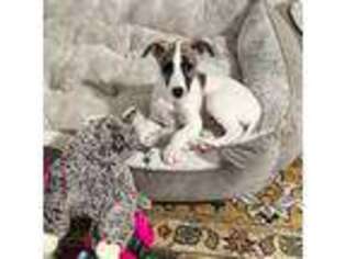 Whippet Puppy for sale in Talking Rock, GA, USA