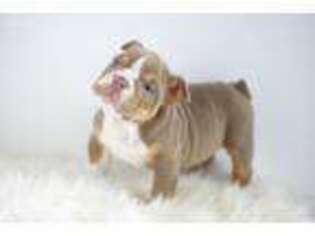Bulldog Puppy for sale in Fargo, ND, USA