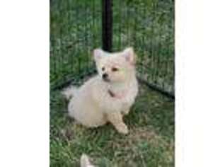 Pomeranian Puppy for sale in Erie, PA, USA