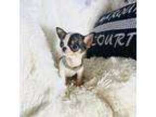 Chihuahua Puppy for sale in Purvis, MS, USA