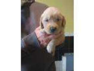 Golden Retriever Puppy for sale in Bridgewater, ME, USA