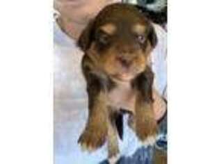 Mutt Puppy for sale in Wilmington, NC, USA