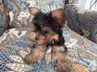 Yorkshire Terrier Puppy for sale in NORTH BRANCH, MN, USA