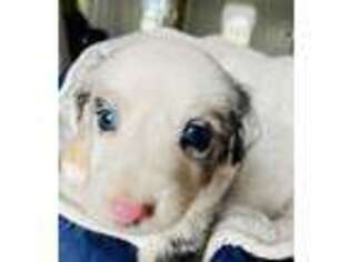 Miniature Australian Shepherd Puppy for sale in Colon, MI, USA
