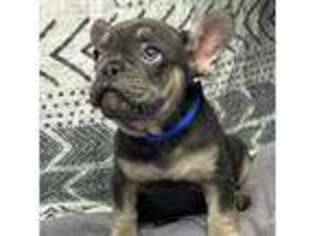French Bulldog Puppy for sale in West Harrison, IN, USA