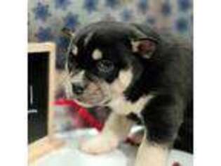 French Bulldog Puppy for sale in Burlington, MI, USA