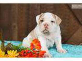 Olde English Bulldogge Puppy for sale in Lancaster, PA, USA