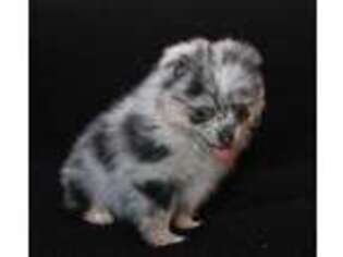 Pomeranian Puppy for sale in Brownwood, TX, USA