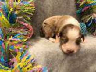 Miniature Australian Shepherd Puppy for sale in Lexington, NE, USA