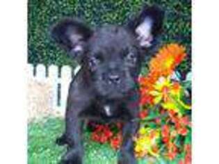 French Bulldog Puppy for sale in Shipshewana, IN, USA