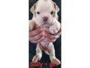 Olde English Bulldogge Puppy for sale in San Marcos, TX, USA