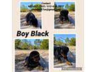 Rottweiler Puppy for sale in Bastrop, TX, USA