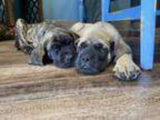 Mastiff Puppy for sale in Winfield, PA, USA