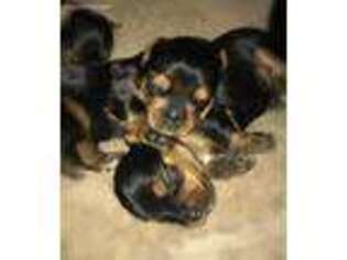 Yorkshire Terrier Puppy for sale in Grayson, GA, USA