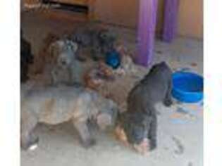Medium Photo #1 Cane Corso Puppy For Sale in Laveen, AZ, USA