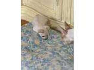 Chihuahua Puppy for sale in Linden, NJ, USA