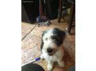 Old English Sheepdog Puppy for sale in Grand Junction, IA, USA