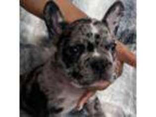 French Bulldog Puppy for sale in King Of Prussia, PA, USA