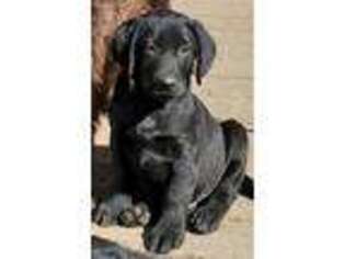 Labrador Retriever Puppy for sale in Highmore, SD, USA