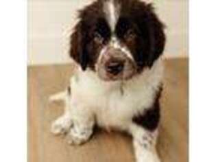 Newfoundland Puppy for sale in Pequot Lakes, MN, USA