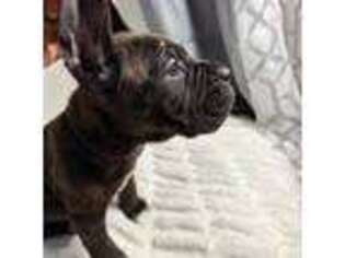 Cane Corso Puppy for sale in Voluntown, CT, USA