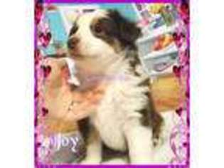 Miniature Australian Shepherd Puppy for sale in Whitwell, TN, USA