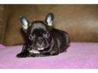 French Bulldog Puppy for sale in Berryville, AR, USA