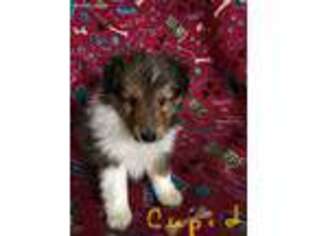 Shetland Sheepdog Puppy for sale in Chatham, VA, USA