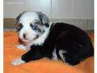 Miniature Australian Shepherd Puppy for sale in Randleman, NC, USA