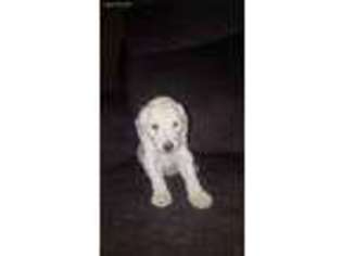 Goldendoodle Puppy for sale in Trenton, OH, USA