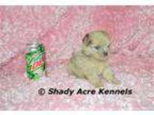 Maltipom Puppy for sale in Abbeville, GA, USA