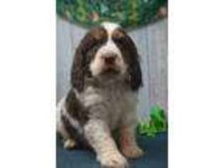 English Springer Spaniel Puppy for sale in East Palestine, OH, USA