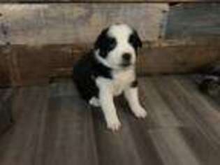 Australian Shepherd Puppy for sale in Charleston, WV, USA