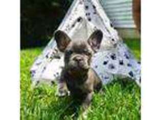 French Bulldog Puppy for sale in Clinton, MD, USA