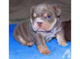 Bulldog Puppy for sale in MACON, GA, USA