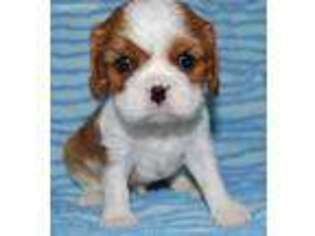 Cavalier King Charles Spaniel Puppy for sale in Saint Charles, IA, USA