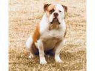 American Bulldog Puppy for sale in La Vernia, TX, USA