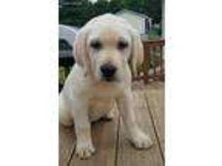 Labrador Retriever Puppy for sale in Oxford, PA, USA